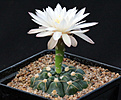 Нажмите на изображение для увеличения.

Название:	Gymnocalycium_denudatum_GF304.jpg
Просмотров:	147
Размер:	264.9 Кб
ID:	336005