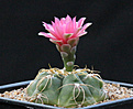 Нажмите на изображение для увеличения.

Название:	Gymnocalycium_Jan_Suba.jpg
Просмотров:	136
Размер:	89.0 Кб
ID:	336006