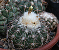 Нажмите на изображение для увеличения.

Название:	Discocactus_bahiensis_gracilis_HU485.jpg
Просмотров:	127
Размер:	206.1 Кб
ID:	336067