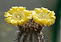 Нажмите на изображение для увеличения.

Название:	Acanthocalycium_glaucum.jpg
Просмотров:	111
Размер:	231.7 Кб
ID:	336073
