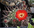 Нажмите на изображение для увеличения.

Название:	Acanthocalycium_munitum_VG1215.jpg
Просмотров:	113
Размер:	213.8 Кб
ID:	336074