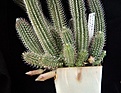 Нажмите на изображение для увеличения.

Название:	Tavaresia grandiflora_7.13823.jpg
Просмотров:	262
Размер:	152.5 Кб
ID:	336077
