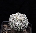 Нажмите на изображение для увеличения.

Название:	Astrophytum CoCapAsKab_7y_21.7.13.jpg
Просмотров:	136
Размер:	84.6 Кб
ID:	336087