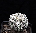 Нажмите на изображение для увеличения.

Название:	Astrophytum CoCapAsKab_7y_21.7.13.jpg
Просмотров:	122
Размер:	84.6 Кб
ID:	336087