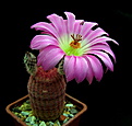 Нажмите на изображение для увеличения.

Название:	2_Echinocereus_rigidissimus_rubispinus.jpg
Просмотров:	929
Размер:	86.8 Кб
ID:	336097