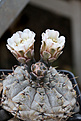 Нажмите на изображение для увеличения.

Название:	Gymnocalycium_esperanzae_VG1242_.jpg
Просмотров:	732
Размер:	181.4 Кб
ID:	336100