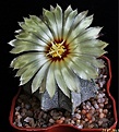 Нажмите на изображение для увеличения.

Название:	Astrophytum COASxCAP.JPG
Просмотров:	155
Размер:	167.9 Кб
ID:	336110