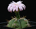 Нажмите на изображение для увеличения.

Название:	Gymnocalycium_horstii.jpg
Просмотров:	139
Размер:	211.8 Кб
ID:	336124