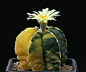 Нажмите на изображение для увеличения.

Название:	Astrophytum_myriostigma_nudum_variegated.jpg
Просмотров:	450
Размер:	235.0 Кб
ID:	336125