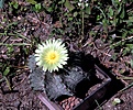 Нажмите на изображение для увеличения.

Название:	Astrophytum ornatum_25y_8.7.131.jpg
Просмотров:	147
Размер:	188.7 Кб
ID:	336163