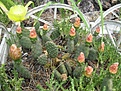 Нажмите на изображение для увеличения.

Название:	IMG_5492.JPG
Просмотров:	205
Размер:	192.3 Кб
ID:	336182