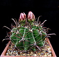 Нажмите на изображение для увеличения.

Название:	3_Ferocactus_horridus.jpg
Просмотров:	108
Размер:	125.9 Кб
ID:	336209