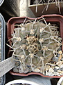 Нажмите на изображение для увеличения.

Название:	Gymnocalycium riojense subsp.paucispinum.jpg
Просмотров:	724
Размер:	164.3 Кб
ID:	336222