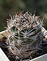 Нажмите на изображение для увеличения.

Название:	Pyrrhocactus_umadeave_VG366.jpg
Просмотров:	144
Размер:	176.0 Кб
ID:	336259
