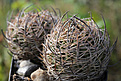 Нажмите на изображение для увеличения.

Название:	Pyrrhocactus_umadeave_VG1214_Las_Cuevas_Salta_3425m.jpg
Просмотров:	134
Размер:	232.9 Кб
ID:	336261