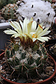 Нажмите на изображение для увеличения.

Название:	Coryphantha_calipensis.jpg
Просмотров:	139
Размер:	170.7 Кб
ID:	336282