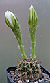 Нажмите на изображение для увеличения.

Название:	Echinopsis_spec_WR589.jpg
Просмотров:	136
Размер:	238.1 Кб
ID:	336283