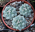 Нажмите на изображение для увеличения.

Название:	Thelocactus_phymatothelos.jpg
Просмотров:	159
Размер:	185.8 Кб
ID:	336298