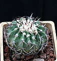Нажмите на изображение для увеличения.

Название:	Discocactus latispinus HU146_9y_7.13.jpg
Просмотров:	380
Размер:	130.3 Кб
ID:	336320