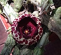 Нажмите на изображение для увеличения.

Название:	stapelianthus_madagascariensis.jpg
Просмотров:	240
Размер:	175.1 Кб
ID:	336351