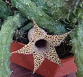 Нажмите на изображение для увеличения.

Название:	stapelianthus_dekarii.jpg
Просмотров:	199
Размер:	217.8 Кб
ID:	336352