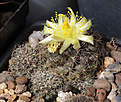 Нажмите на изображение для увеличения.

Название:	Copiapoa_humilis_FR464.jpg
Просмотров:	130
Размер:	232.6 Кб
ID:	336359