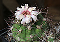 Нажмите на изображение для увеличения.

Название:	Gymnocalycium_pflanzii.jpg
Просмотров:	156
Размер:	188.0 Кб
ID:	336360