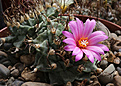 Нажмите на изображение для увеличения.

Название:	Turbinicarpus_alonsoi.jpg
Просмотров:	152
Размер:	221.0 Кб
ID:	336361