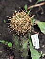 Нажмите на изображение для увеличения.

Название:	Ancistrocactusmegarhizus_6y_7.13.jpg
Просмотров:	136
Размер:	89.2 Кб
ID:	336371
