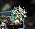 Нажмите на изображение для увеличения.

Название:	Ferocactusherreraehorridus_5y_7.13.jpg
Просмотров:	145
Размер:	75.1 Кб
ID:	336372