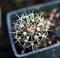 Нажмите на изображение для увеличения.

Название:	Ferocactusherreraehorridus_5y_30.7.13.jpg
Просмотров:	138
Размер:	95.5 Кб
ID:	336373