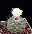 Нажмите на изображение для увеличения.

Название:	Strombocactus disciformis_12y_30.7.13.jpg
Просмотров:	132
Размер:	91.7 Кб
ID:	336378