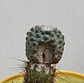 Нажмите на изображение для увеличения.

Название:	Pediocactus paradinei SB502_24.7.13.jpg
Просмотров:	119
Размер:	71.3 Кб
ID:	336383