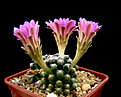 Нажмите на изображение для увеличения.

Название:	5_Mammillaria_saboae_roczekii.jpg
Просмотров:	133
Размер:	106.7 Кб
ID:	336387