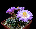 Нажмите на изображение для увеличения.

Название:	5_Mammillaria_saboae_roczekii_1.jpg
Просмотров:	134
Размер:	114.5 Кб
ID:	336388