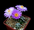 Нажмите на изображение для увеличения.

Название:	5_Mammillaria_saboae_roczekii_2.jpg
Просмотров:	133
Размер:	101.0 Кб
ID:	336389