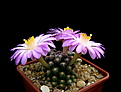 Нажмите на изображение для увеличения.

Название:	5_Mammillaria_saboae_roczekii_3.jpg
Просмотров:	134
Размер:	98.4 Кб
ID:	336390