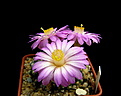 Нажмите на изображение для увеличения.

Название:	5_Mammillaria_saboae_roczekii_4.jpg
Просмотров:	124
Размер:	83.4 Кб
ID:	336391
