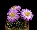 Нажмите на изображение для увеличения.

Название:	5_Mammillaria_saboae_roczekii_5.jpg
Просмотров:	138
Размер:	101.6 Кб
ID:	336392