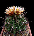 Нажмите на изображение для увеличения.

Название:	5_Ferocactus_horridus.jpg
Просмотров:	250
Размер:	120.2 Кб
ID:	336393