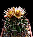 Нажмите на изображение для увеличения.

Название:	5_Ferocactus_horridus_1.jpg
Просмотров:	219
Размер:	107.2 Кб
ID:	336394
