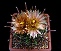 Нажмите на изображение для увеличения.

Название:	5_Ferocactus_horridus_2.jpg
Просмотров:	251
Размер:	114.5 Кб
ID:	336395