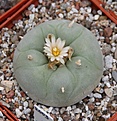 Нажмите на изображение для увеличения.

Название:	L.friciialbifloraRS404ViescaCoah..JPG
Просмотров:	119
Размер:	281.0 Кб
ID:	336411