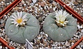 Нажмите на изображение для увеличения.

Название:	L.friciialbifloraRS404ViescaCoah.JPG
Просмотров:	113
Размер:	274.7 Кб
ID:	336412
