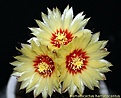 Нажмите на изображение для увеличения.

Название:	Hamatocactus hamatocantus.jpg
Просмотров:	215
Размер:	239.9 Кб
ID:	336436