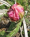 Нажмите на изображение для увеличения.

Название:	IMG_5546.JPG
Просмотров:	203
Размер:	127.3 Кб
ID:	336448
