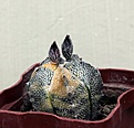 Нажмите на изображение для увеличения.

Название:	Astrophytum CoNivAs variegated_44.jpg
Просмотров:	96
Размер:	106.8 Кб
ID:	336462