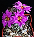 Нажмите на изображение для увеличения.

Название:	Mammilaria(BARTSCHELLA)schumannii v.globosa form.material P.Panarotto..JPG
Просмотров:	208
Размер:	214.0 Кб
ID:	336466