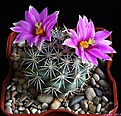 Нажмите на изображение для увеличения.

Название:	Mammillaria schumanii v. globosa.JPG
Просмотров:	228
Размер:	238.7 Кб
ID:	336467