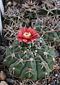 Нажмите на изображение для увеличения.

Название:	Gymnocalycium_carminanthum_P133.jpg
Просмотров:	103
Размер:	182.5 Кб
ID:	336481